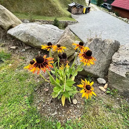 Viwaldi Janowa Gora *